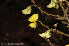 Crotalaria sandoorensis